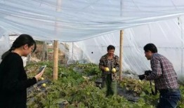 镇平县吃瓜群众活动,欢乐盛夏，全民共享