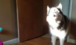 就是这个二哈吃瓜群众,萌宠视角下的娱乐圈风云