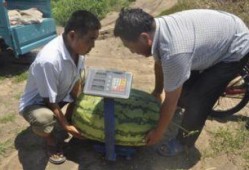 平度吃瓜群众事件视频,一场网络舆论的风暴与反思