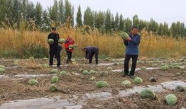 吃瓜群众岱岱是什么梗,网络热梗背后的故事与影响