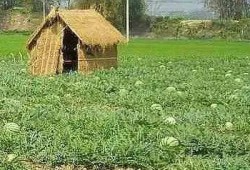 摆摊吃瓜的群众,摆摊吃瓜群众的夏日狂欢