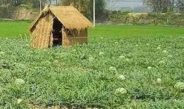 摆摊吃瓜的群众,摆摊吃瓜群众的夏日狂欢