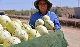 鱼山吃瓜群众图片大全高清,趣味横生的瞬间捕捉