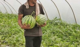 信阳吃瓜群众视频播放,揭秘当地生活百态