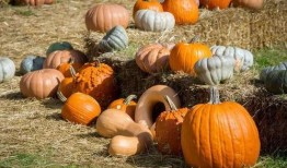 鱼山吃瓜群众图片大全高清,趣味横生的瞬间捕捉