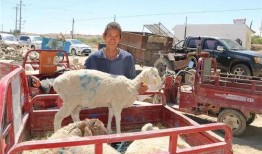 吃瓜群众三只羊是真的吗,吃瓜群众热议的真实性探讨