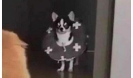 吃瓜群吃瓜群众狗,揭秘吃瓜群众的趣味生活与狗界奇闻