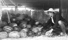 松阳吃瓜群众事件,网络舆论下的社会现象解析