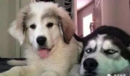 就是这个二哈吃瓜群众,萌宠视角下的娱乐圈风云