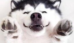 无语吃瓜群众视频素材,一场全民参与的趣味盛宴