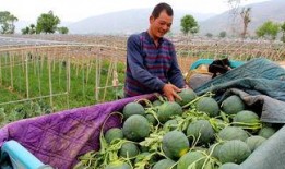 吃瓜群众干旱,干旱来袭，农业面临严峻挑战