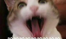 吃瓜群众哈哈视频,吃瓜群众的热闹日常