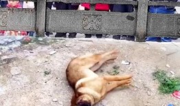 两个吃瓜群众狗狗视频大全,萌态百出，笑料连连