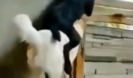 两个吃瓜群众狗狗视频大全,萌态百出，笑料连连