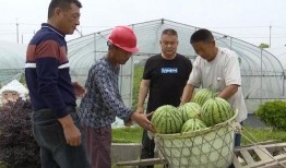 地瓜解说吃瓜群众,揭秘吃瓜群众的美食狂欢