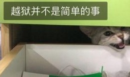 吃瓜群众和猫看别人吵架,揭秘吵架背后的众生相