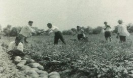 金山县吃瓜群众事件始末,一场网络舆论的风暴与反思