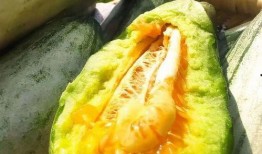 群众安静吃瓜视频,群众悠闲共享吃瓜时光