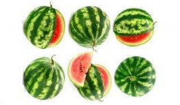 吃瓜群众玉米,揭秘玉米产业的甜蜜秘密