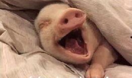 吃瓜群众猪的头像是谁的,揭秘“吃瓜群众猪”的神秘原型