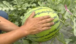 地瓜解说吃瓜群众,揭秘吃瓜群众的美食狂欢