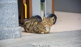 吃瓜群众和猫看别人吵架,揭秘吵架背后的众生相