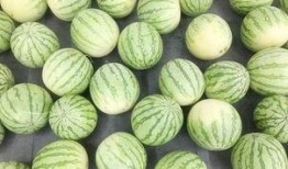 吃瓜群众968,一场全民参与的娱乐盛宴