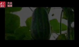 瓜友群众吃瓜视频,揭秘娱乐圈幕后风云