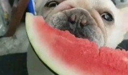 吃瓜群众心里慌,揭秘网络舆论背后的焦虑与恐慌