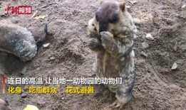 动物园的吃瓜群众,揭秘动物们的“八卦”生活