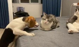 吃瓜群众隔壁包间