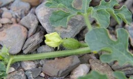 吃瓜群众种子怎么种植,吃瓜群众教你轻松种植种子