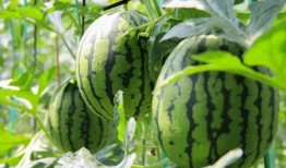 吃瓜群众切瓜视频,吃瓜群众切瓜视频走红网络