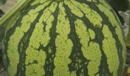 舟山吃瓜群众,揭秘海鲜美食背后的故事