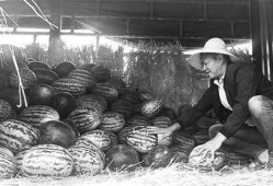 西宁最新吃瓜群众事件,网络热议背后的真相与反思