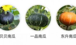 吃瓜群众新吃法,吃瓜群众解锁创意吃瓜新姿势