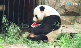 史上最淡定的吃瓜群众