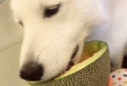 吃瓜群众训狗视频