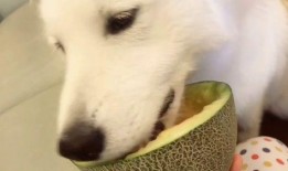 吃瓜群众训狗视频