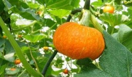 吃瓜群众二萱,揭秘娱乐圈幕后故事