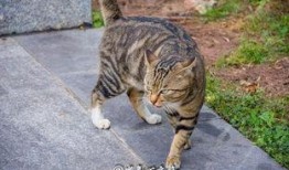 楼底下的猫吃瓜群众,围观众生相