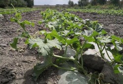吃瓜群众种子怎么种植,吃瓜群众教你轻松种植种子