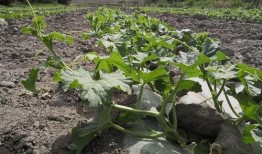 吃瓜群众种子怎么种植,吃瓜群众教你轻松种植种子