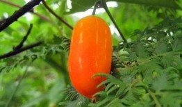 吃瓜群众遇野瓜