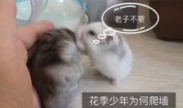 微笑袋鼠猪头吃瓜群众