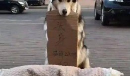 吃瓜群众变主角的狗,瓜田里的主角传奇