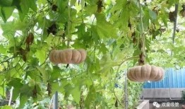 吃瓜群众切瓜模式,揭秘吃瓜群众的切瓜模式