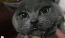 猫吃瓜群众完整视频