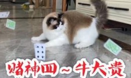 楼底下的猫吃瓜群众,围观众生相