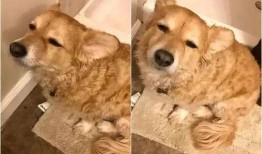 吃瓜群众变主角的狗,瓜田里的主角传奇